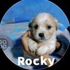 noob_1417
