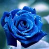 guler_9087