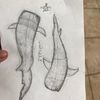 i.love.sharks.20