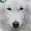 wolfconservationcenter.8