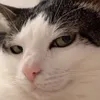 Cái mew gì đây?