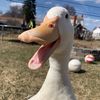 gooseywithme