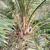 anak.petani.sawit_
