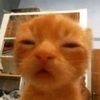 kitten.lover563