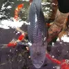 cakoi.namdinh