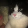 thenadumpiee