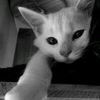 hasver_78