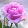 rashida.ramdin