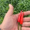 cy.xanh55