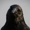 cemetery_wildlife
