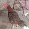 m.rizwan0014