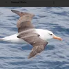 albatros.t
