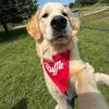 golden_boy_ruffles