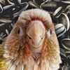 Connie the Conure