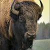 brass.bison