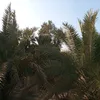 kl.mm40