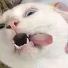 oqeraparaestarescritoaq