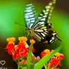 wafaa.aldulaimy