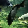 hydrocynusgoliath0
