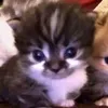 sinister_cat7