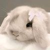 iris_9035