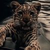 ferhat_cng27