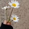 elif28749
