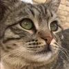 catlogy