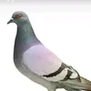 shtreits762