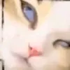 ._.animm
