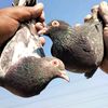 rajputbreeders