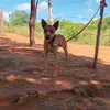 josehenriquearajo3