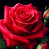 sameer56911
