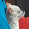 maxguano1
