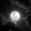 falsoud