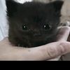 muffi_com