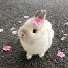 ivybunniess