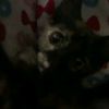 layy_7424