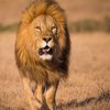 lion_walk_alone