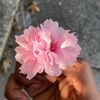 peaceatlasst