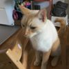 kitty_0f_a_god