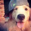 your_favbiggy