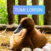 tumi.lorsin