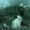 twitcy1