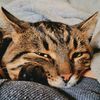 catkessy