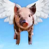 user9411181437666