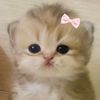 armell.raissa8