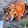 wildanimals802