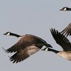 multiple_gooses