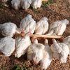 organic.poultry.h